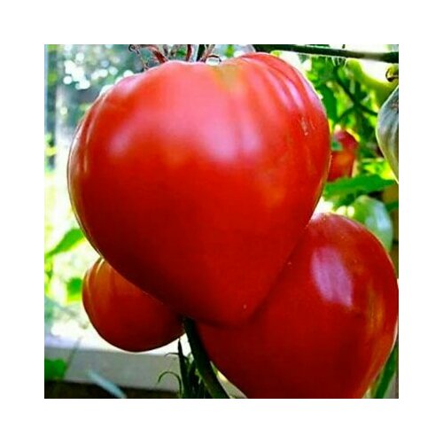 ���������� ������������� ������ ������ ������� ������ ����� ������