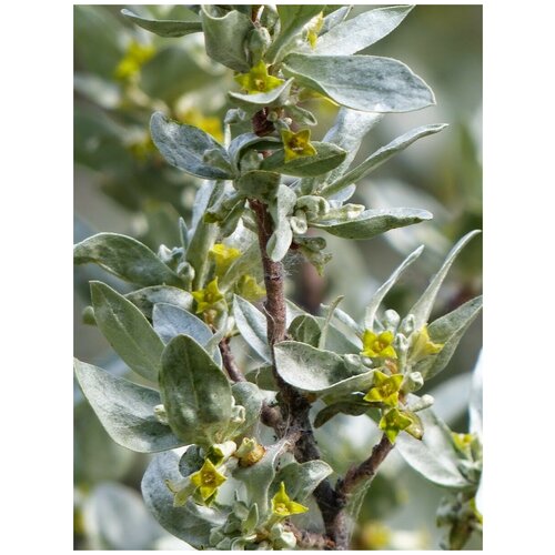 ���������� ������ ��� ����������� ������������� (Elaeagnus commutata), 20 ����