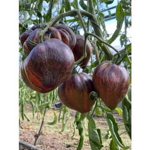 ���������� ������ ����� �������� ������� ����������� (Rebel starfighter prime), 10 ����