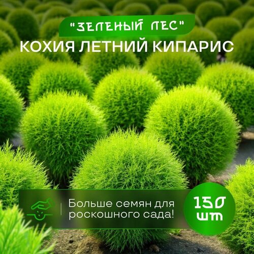 ���������� ����� ������ ������� ������� ��� ������ 150 ��