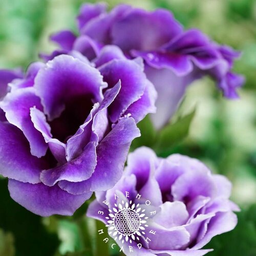    (. Gloxinia Violacea) 20   Green Legacy   , -, 