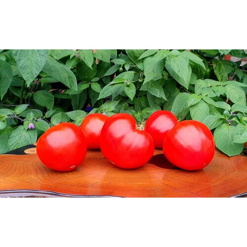 ���������� ������ ������ ������ ������ (Sleeping Giant) / Seeds And Goods / � �������� zip-lock ��� ���������� 10 �����