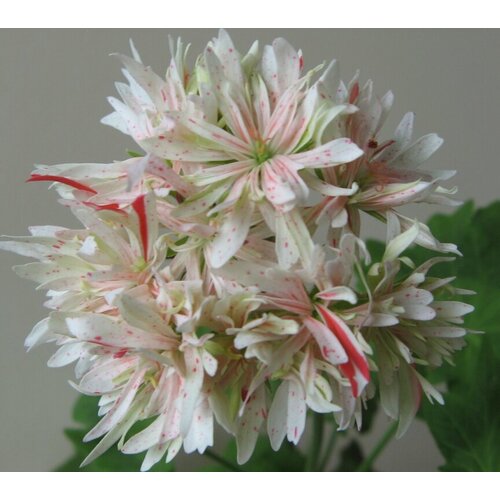 ���������� ������ ���������� ��������� ���������� ��� ������ 4 �� (1 �������� (O))