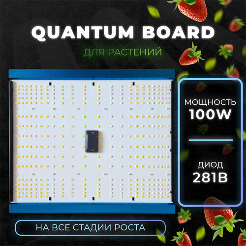    quantum board 100w,     281b     , -, 