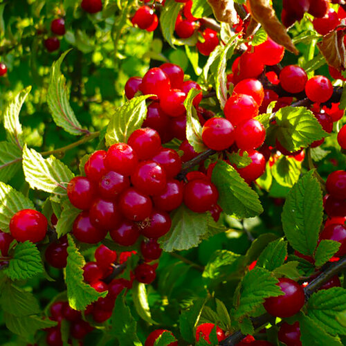 ���������� ����� ��������� ��������, ������, 5 ��