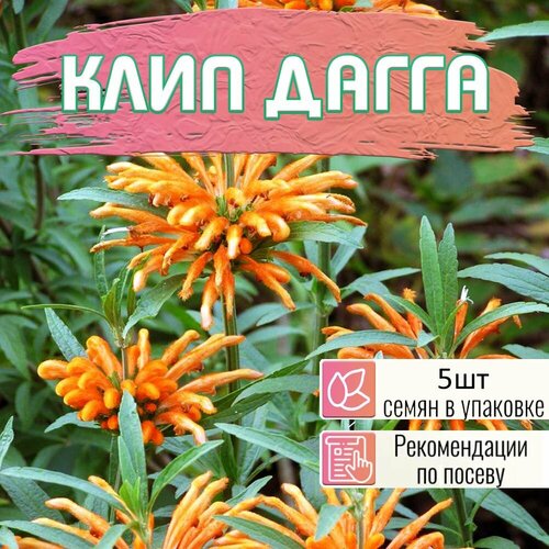 ���������� ���� ����� ������, ������� ������. Lions Ear, Leonotis nepetifolia