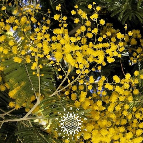    (. Acacia retinodes) 10  Green Legacy   , -, 