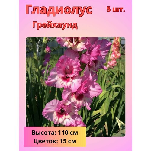 ���������� ��������� ��������������� ���������, �������� ����������