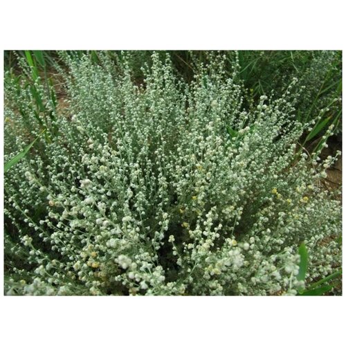 ���������� ������ ������ ������ �������� 200 ��.