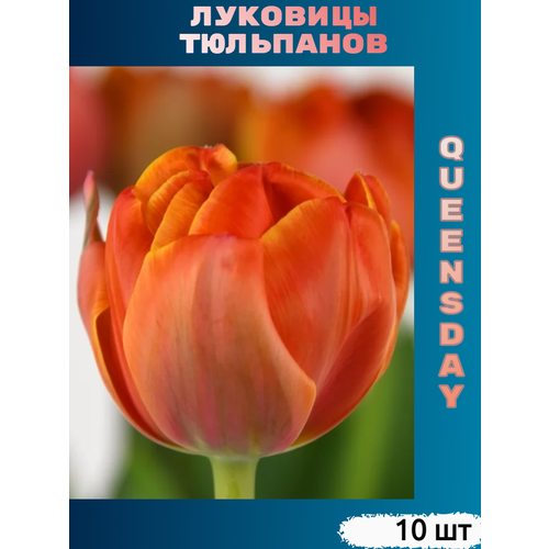   Queensday (10 )   , -, 