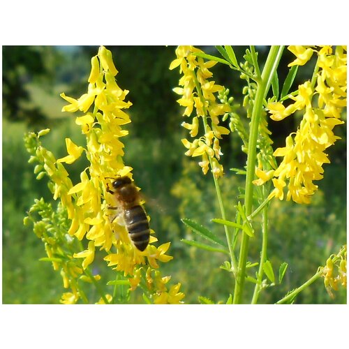 ���������� ������ ������ �������, ������� ���������, �������, �������� ��������, 250 �� �����