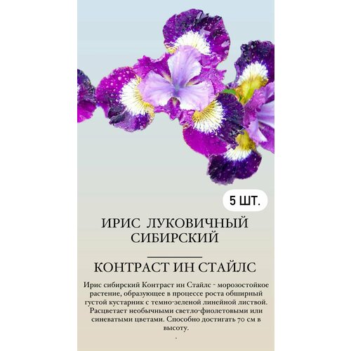 ���������� ���� ���������� �������� ����������� ��������