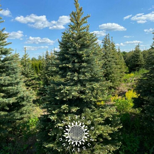 ���������� ������ ����� ��� - ��� ��������� (���. Picea glauca) 30�� �� Green Legacy