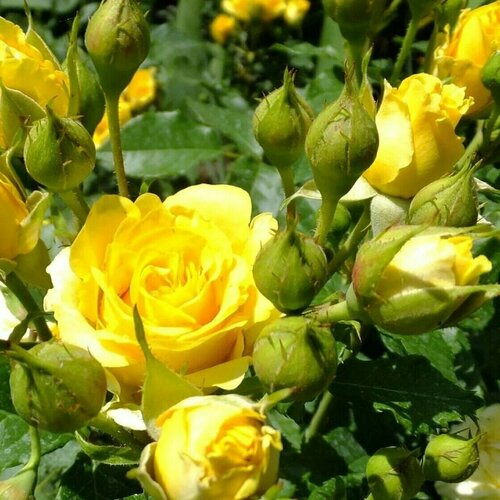 ���������� ���� ����� ������ ���� (Yellow Star) / 1 ��, ������������� ����