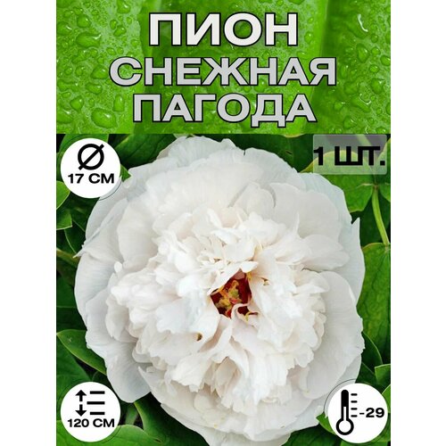 ���������� ���� �����������, ������ ������� ��� �������