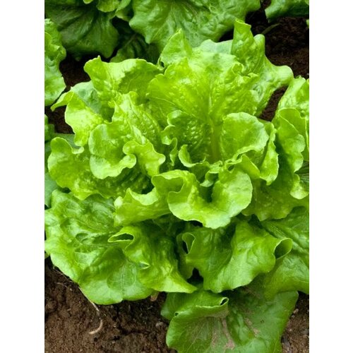 ���������� ������ ������ ������������� ����� - 0,5 �. �����-��������� ����. �������� � ������