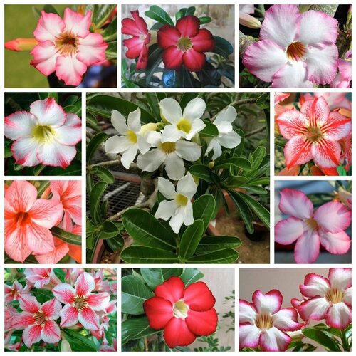 ���������� ������ ������ ������� ���� 10 �����