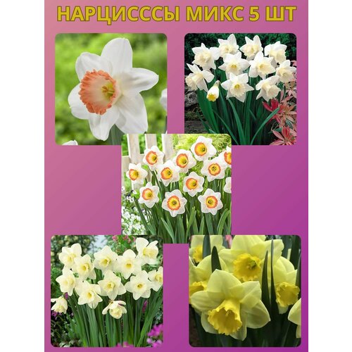 ���������� �������� ����������� �����, �������� 5 �� ����6