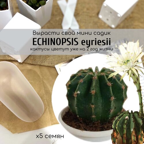   ,       . Echinopsis eyriesii       , -, 