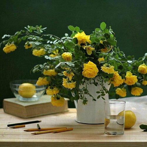 ���������� ���� ��������, Rose Xanthina, ��������� ������� ����, ������