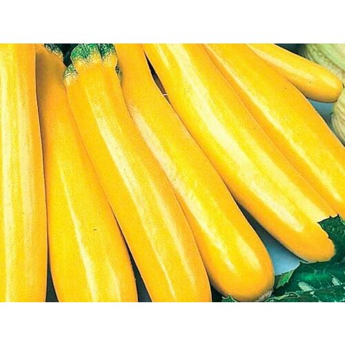 ���������� ������ ������� ������ 1� ������ (������� ������)