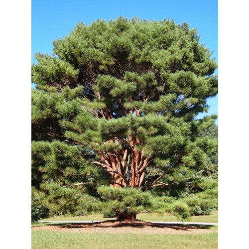 ���������� ������ ����� ������������ (Pinus densiflora), 15 ����