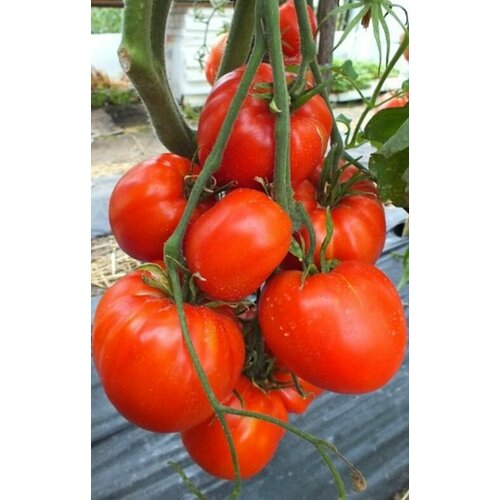 ���������� ������ ������ ������ ������� (Kangaroo Heart) / Seeds And Goods / � �������� zip-lock ��� ���������� 10 �����