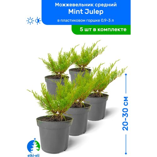    Mint Julep ( ) 20-30     0,9-3 , ,   ,   5 