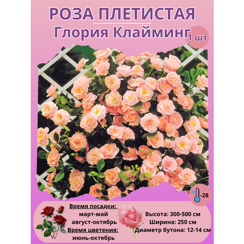 ���������� ���� ��������� ������ ��������, ����������� �����