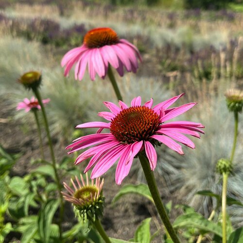 ���������� �������� ��������� ����������, ������