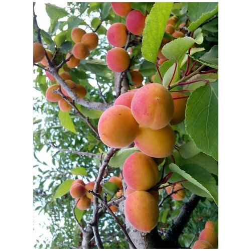    / Prunus mandschurica, 5    , -, 