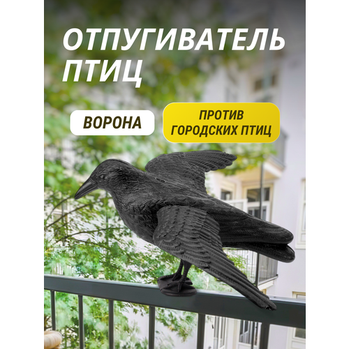 ���������� ������������ ���� ������