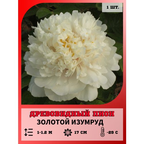 ���������� ���� ����������� ������� �������, ������� 1 �����