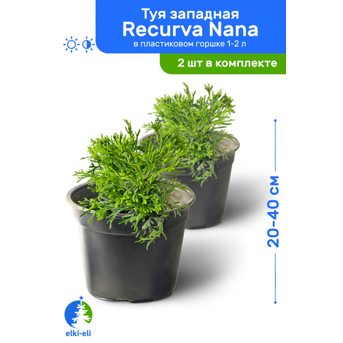    Recurva Nana ( ) 20-40     1-2 , ,   ,   2 
