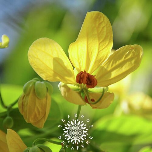 ���������� ������ ����� ������������� (���. Cassia Glauca) 15�� �� Green Legacy