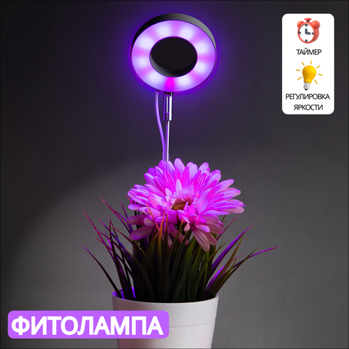 ���������� ��������� CHINESE BOX, ��� �������� � �������, LED, ����� ����, 5 ��