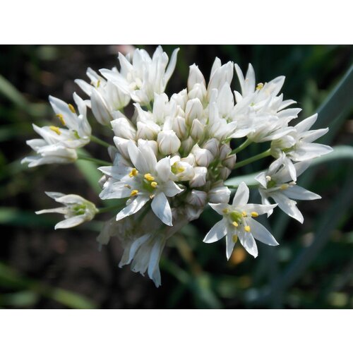   -  (. Allium ramosum)  30   , -, 