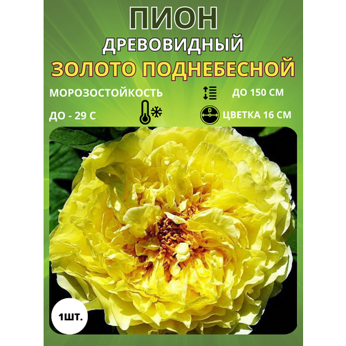 ���������� ���� ������ ����������� 1 ��.