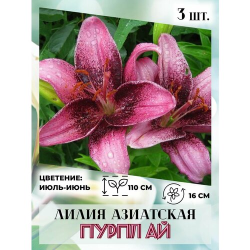 ���������� ����� ���������, �������� 3 ��, ����������� �����