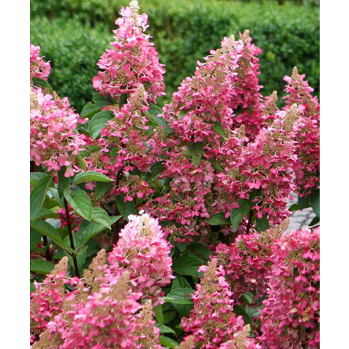 ���������� ��������� ���� ���� (�����������), 1 �����