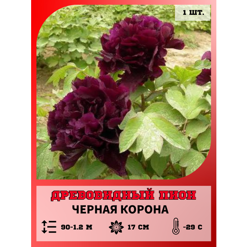 ���������� ���� ����������� ������ ������, ������� 1 �����