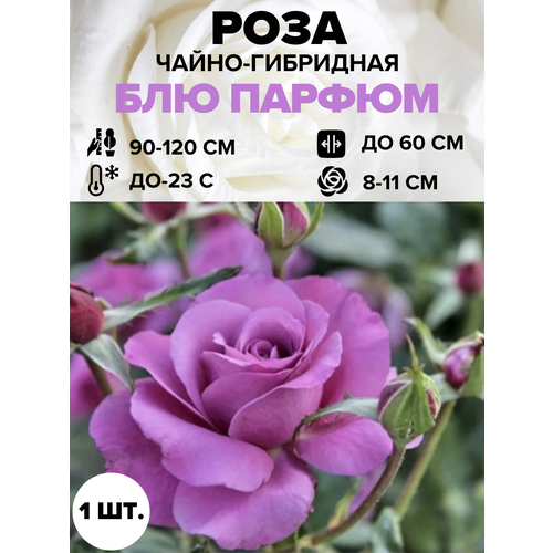 ���������� ���� ��� ������ �����-��������� 1 ��.