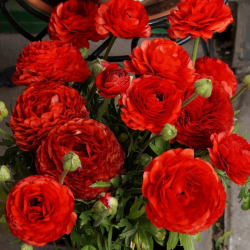 ���������� �������� ������, �hipollino flowers, ���������� Red (10 �������)