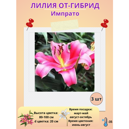 ���������� �������� ����� ��-������ �������, ����������� �����