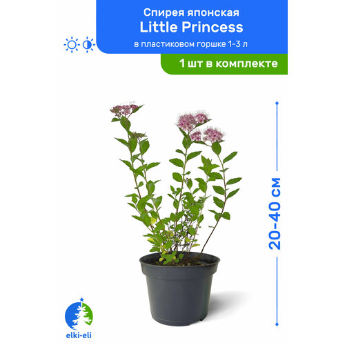   Little Princess ( ) 20-40     1-3 , ,      , -, 