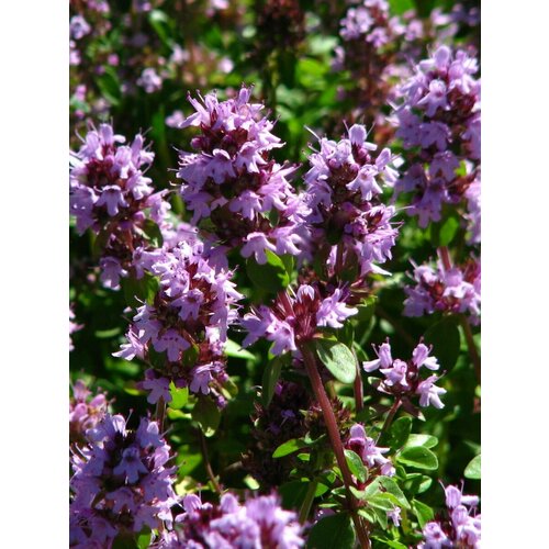 ���������� ������ ������ �������� ������ (Thymus serpyllum), 40 ����