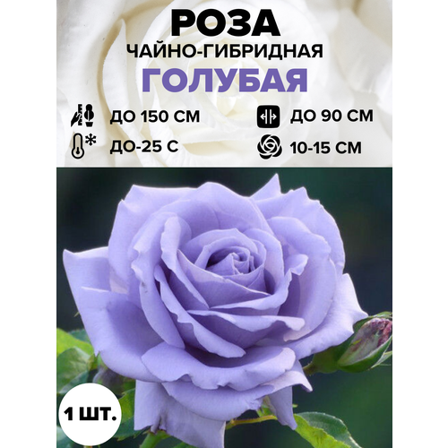 ���������� ���� ������� �����-��������� 1 ��.