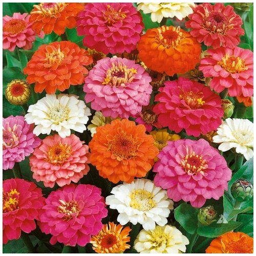 ���������� ������ ������ ������ ��������� 45 ��.