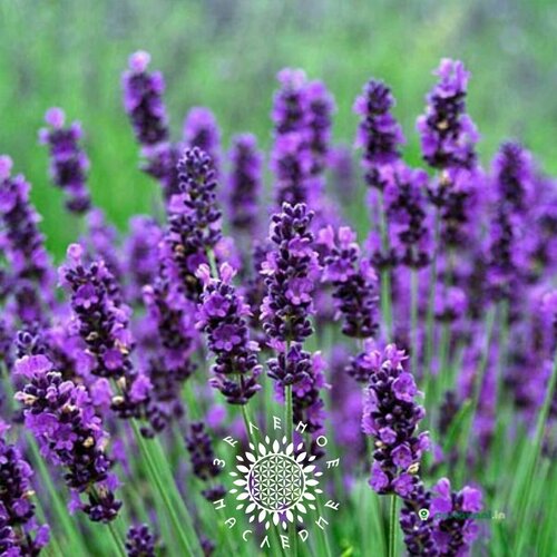    (. Lavandula angustifolia) 50    , -, 