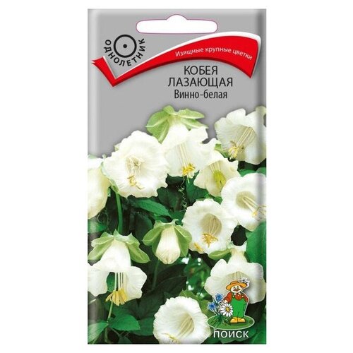 ���������� ������ ����� ����� �������� �����-����� 5 ��.